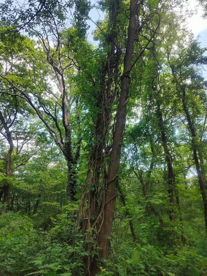 A picture of a tree with vines wrapping around it in a bright, green forest with a blue sky background