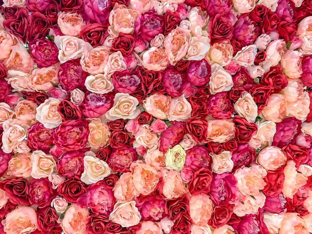 A couple of hundred roses, only the blooms visible, in varying shades of pink from shocking to baby A couple of hundred roses, only the blooms visible, in varying shades of pink from shocking to baby