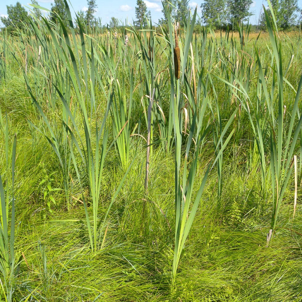 Broadleaf Cattail Habitat Broadleaf Cattail Habitat