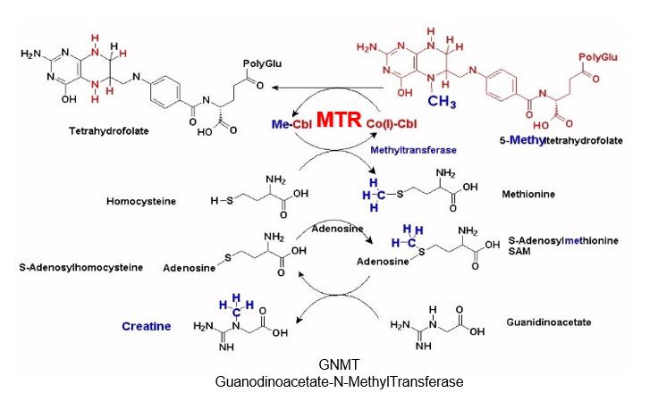 Methylation and Creatine