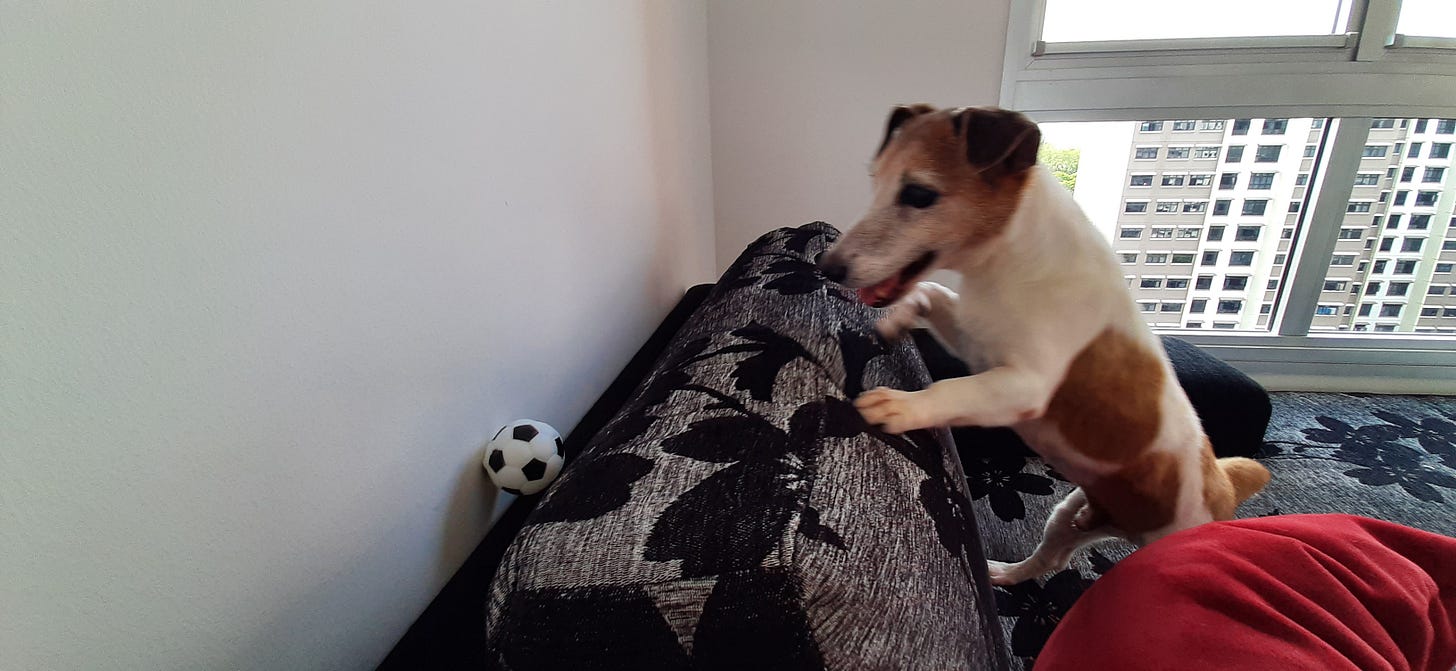 Jack Russell Terrier (JRT) chasing ball on a sofa in apartment Jack Russell Terrier (JRT) chasing ball on a sofa in apartment