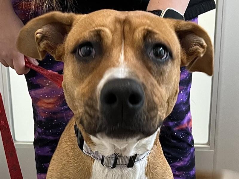 Sweet Harper seeks loving home