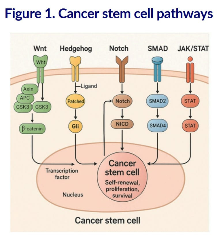 cancer stem cell pathways