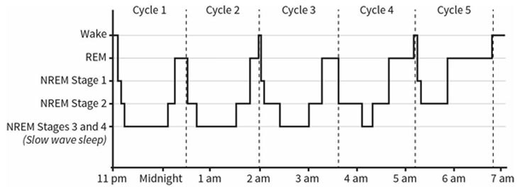 sleep cycle