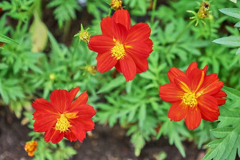 a variety of cosmos flowers