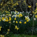 The Wildlife Garden Podcast