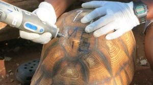 Marking of ploughshare tortoises; image from BBC news at http://www.bbc.co.uk/news/science-environment-33096261