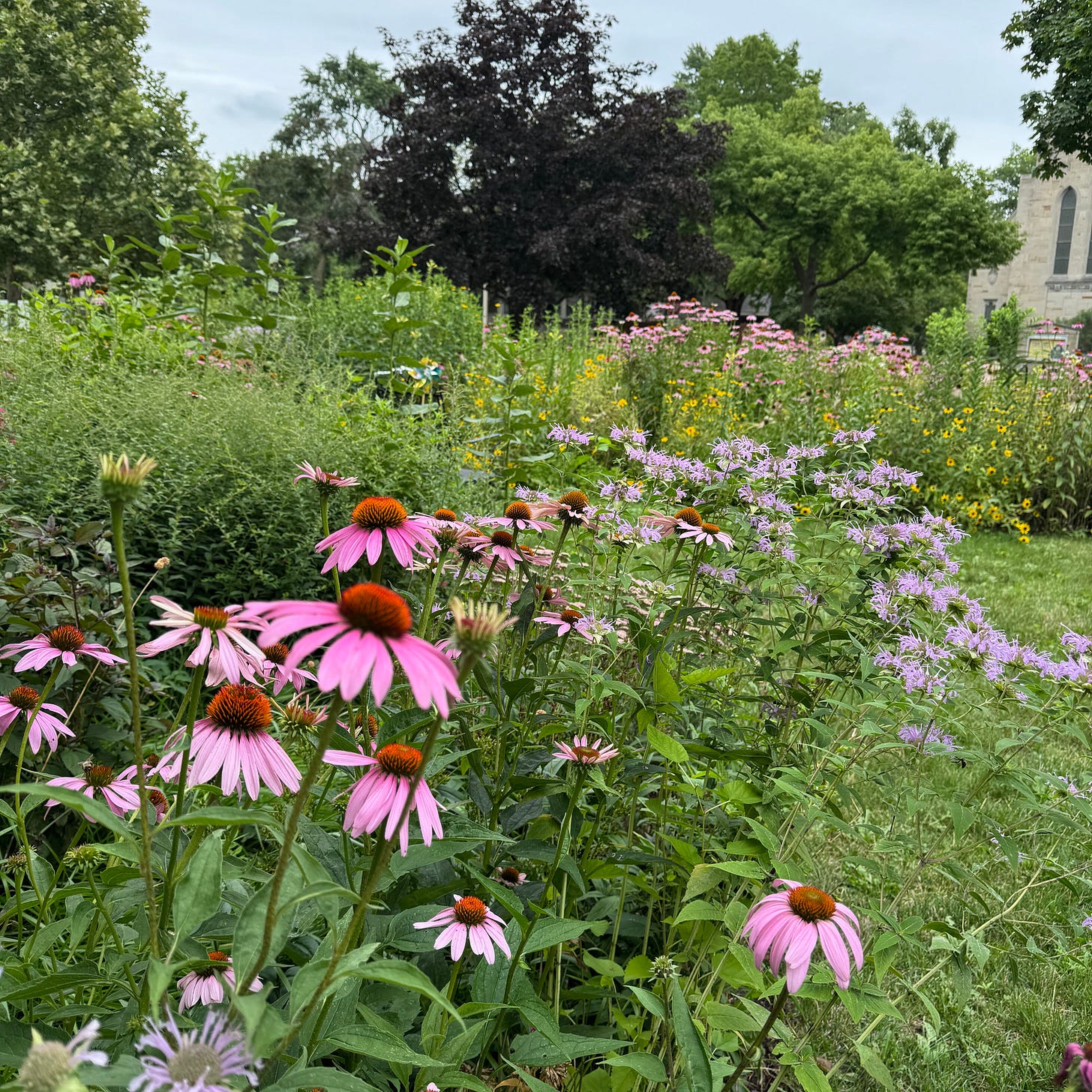 a picture of my garden, cone flowers and bergamot in the foreground, milkweed, brown eyed Susans and more coneflowers in the background. trees in the distance, and part of the church across the street.