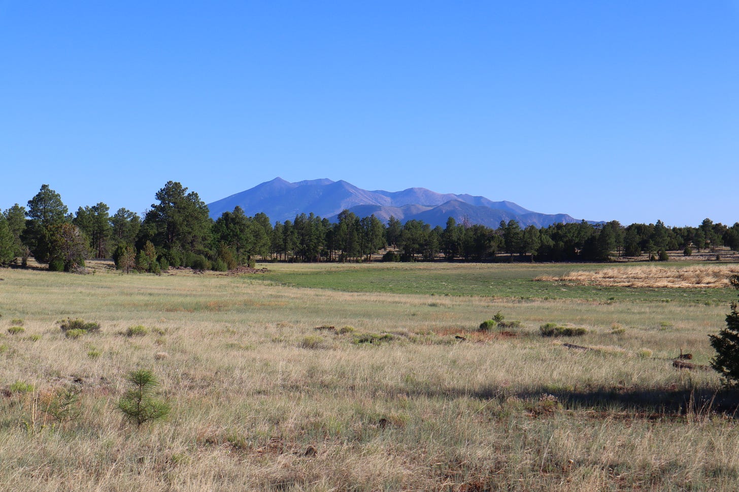 grassy meadow in the foreground, a forest and mountains in the background