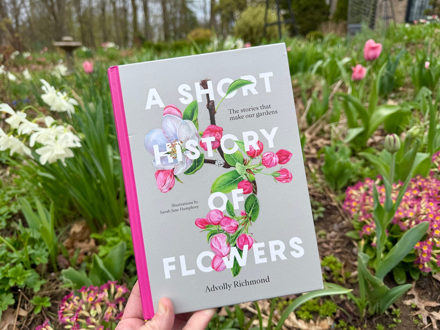 A Short History of Flowers by Advolly Richmond in my Cottage Garden this week.