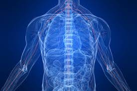 Nervous system | healthdirect