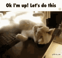 a cat laying on a desk with the words ok i 'm up let 's do this written above it a cat laying on a desk with the words ok i 'm up let 's do this written above it