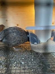Quail Feeder Prototype for Minimal Waste