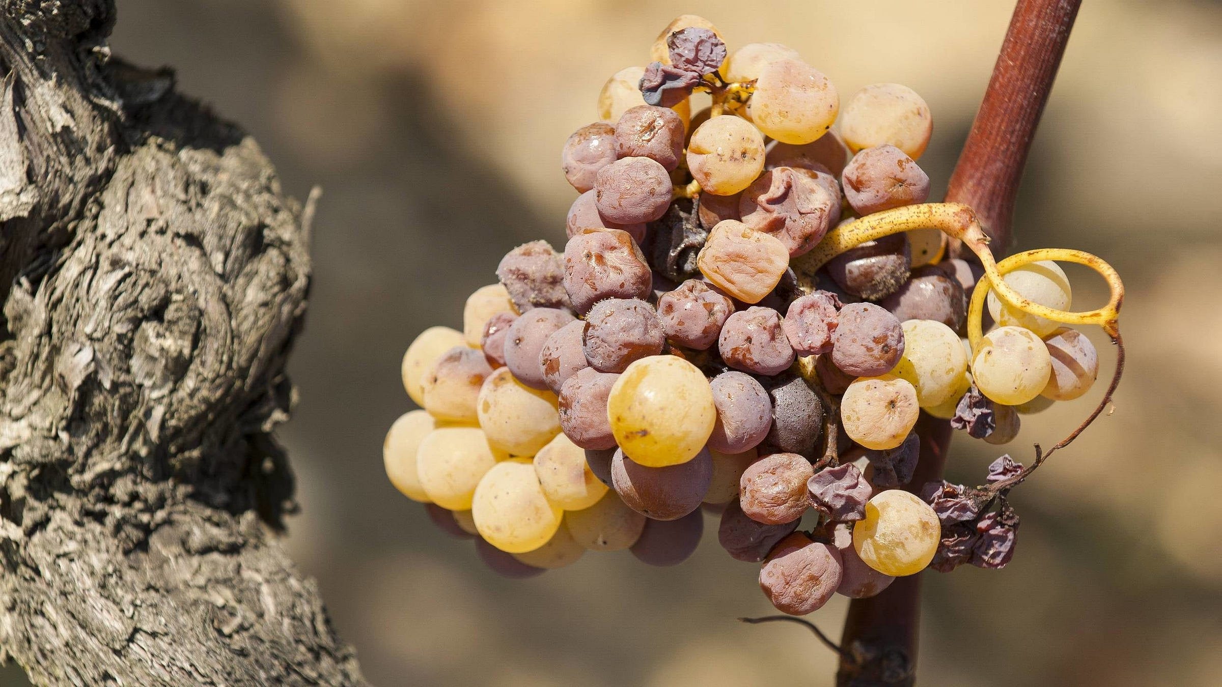 What is Noble Rot? The Juicy Details Behind Botrytis The Juicy Details  Behind Botrytis | Virgin Wines