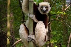 A female Coquerel's sifaka clings to a tree at the Duke Lemur Center.