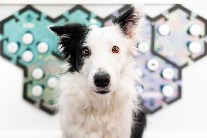 Un cane bianco e nero con un'espressione attenta e dolce, in primo piano. Sullo sfondo si nota una parete decorata con pannelli esagonali e pulsanti colorati, parte di un ambiente interattivo. Un cane bianco e nero con un'espressione attenta e dolce, in primo piano. Sullo sfondo si nota una parete decorata con pannelli esagonali e pulsanti colorati, parte di un ambiente interattivo.