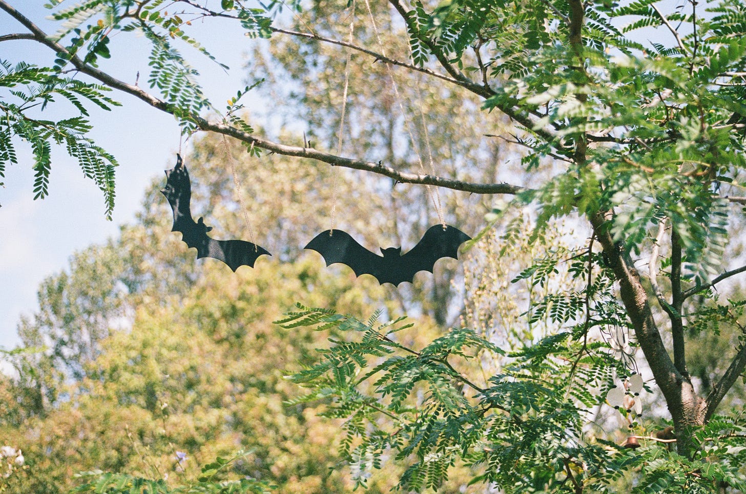 bats, tree, film, photography, fall, halloween, autumn