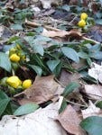 winter aconite winter aconite