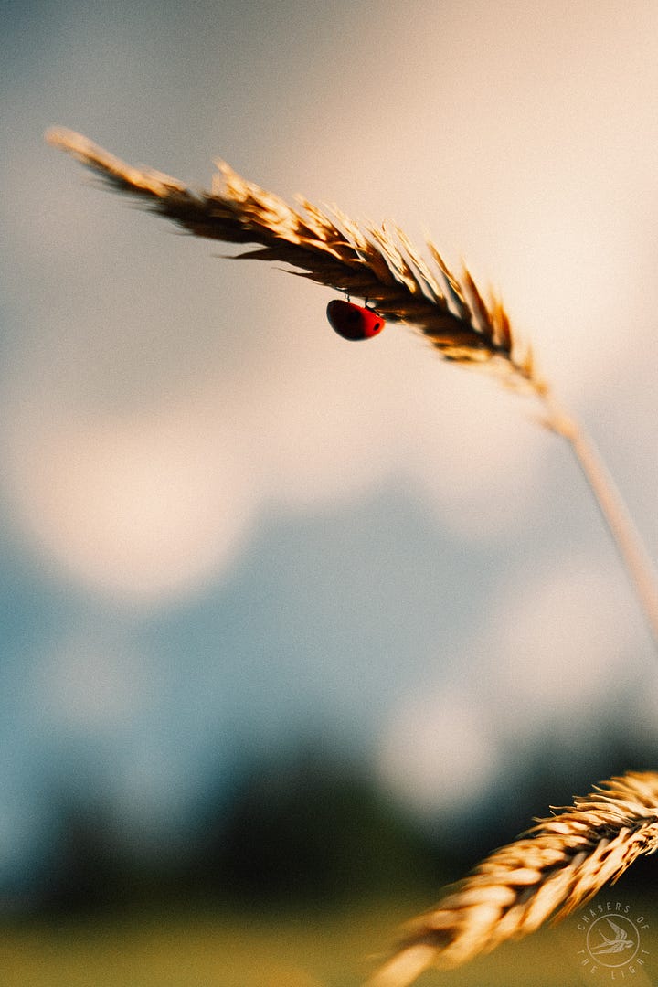 Fuji photographs of life in Montana by Tyler Knott Gregson