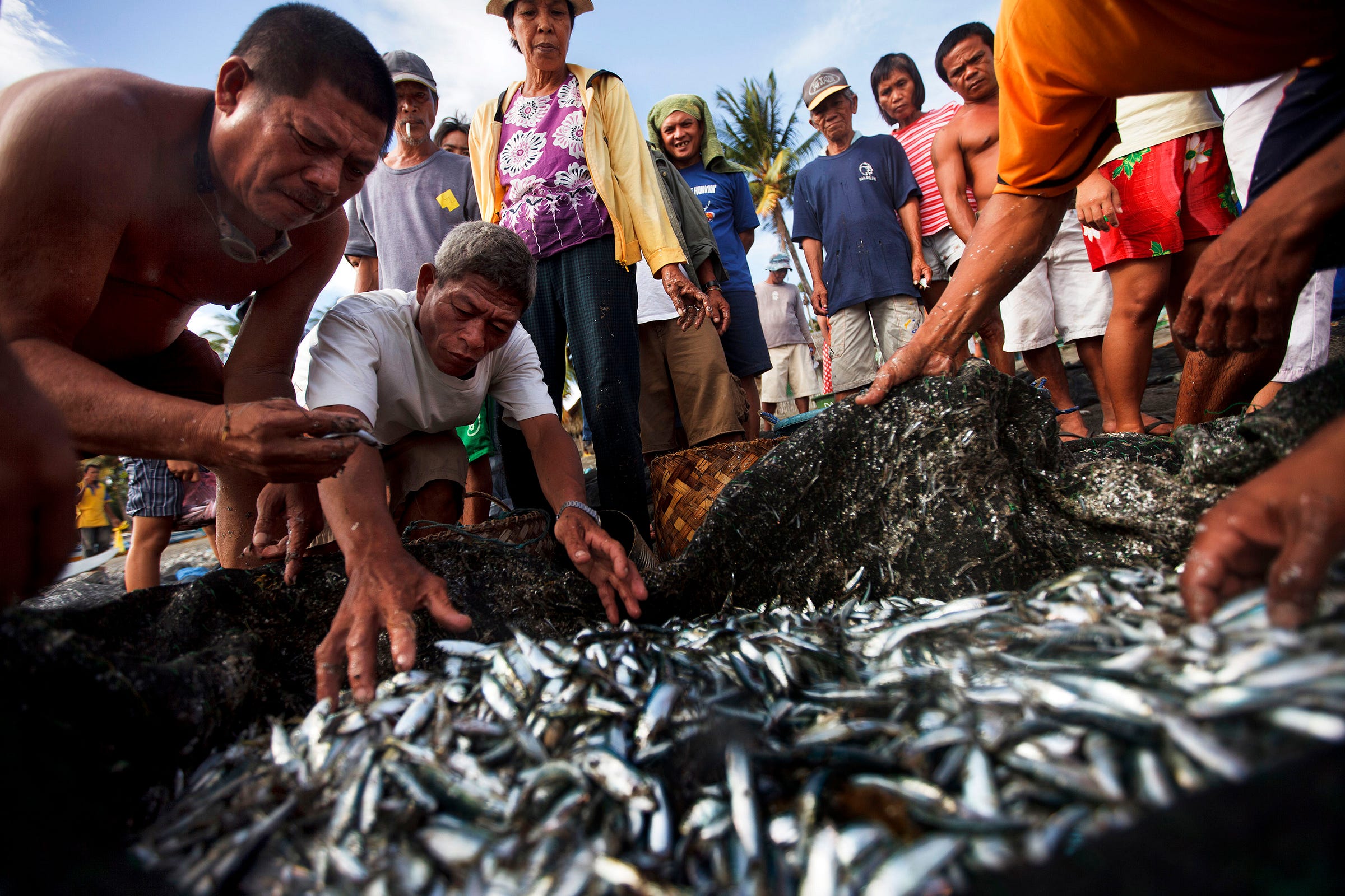 A group of people gather around a large pile of freshly caught fish. Some are reaching out to sort or collect the fish, while others stand and watch. The scene appears lively and communal. A group of people gather around a large pile of freshly caught fish. Some are reaching out to sort or collect the fish, while others stand and watch. The scene appears lively and communal.