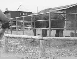 Anchorage, Alaska's Zoo, got started with Annabelle the elephant.