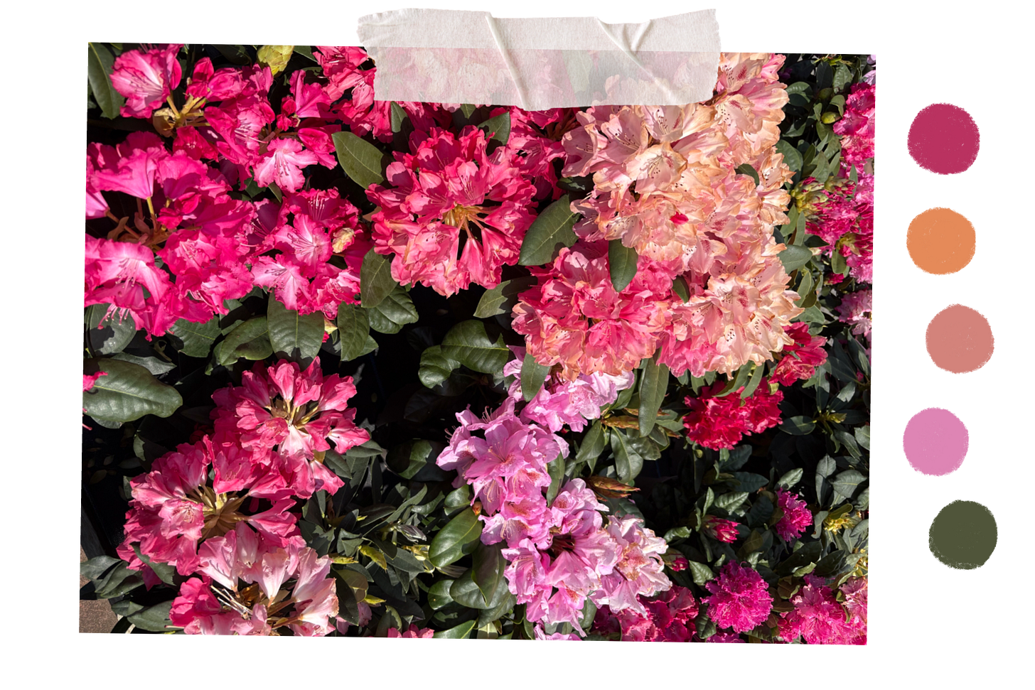 Pink rhododendrons and colour palette.
