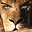 iLion's avatar