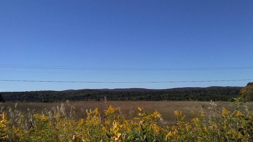 Distant hills against a blue sky, a field of dry grass in the middle ground, and a line of yellowed shrubs in the foreground. A glorious fall day.