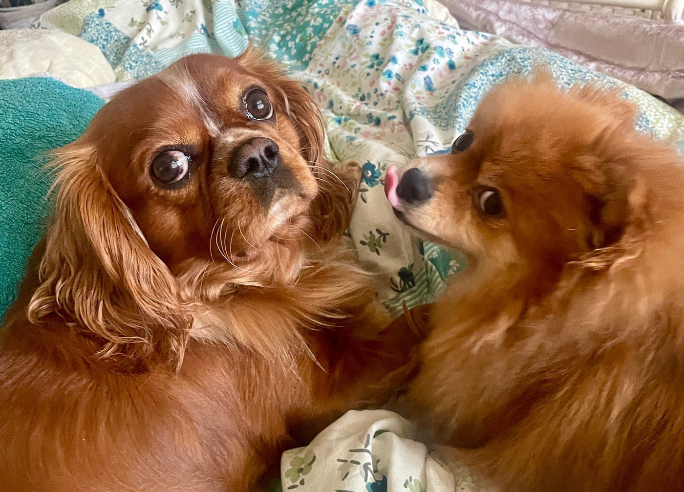 The authors two dogs looking back at the camera