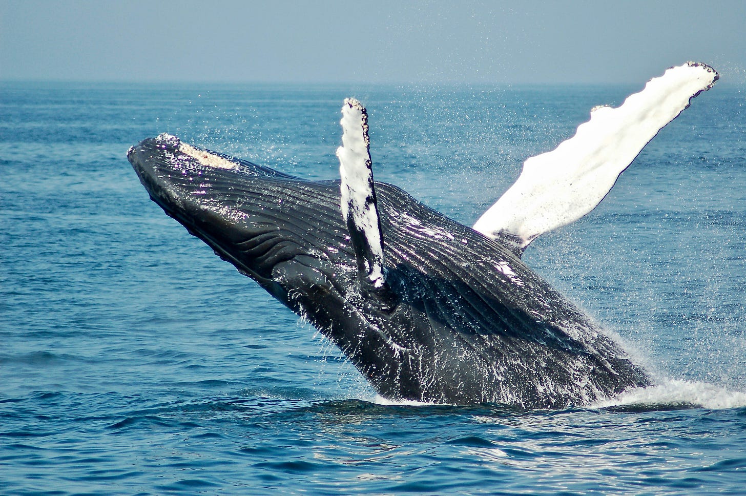 A grey whale breaching the water's surface, about to do a backsplash A grey whale breaching the water's surface, about to do a backsplash