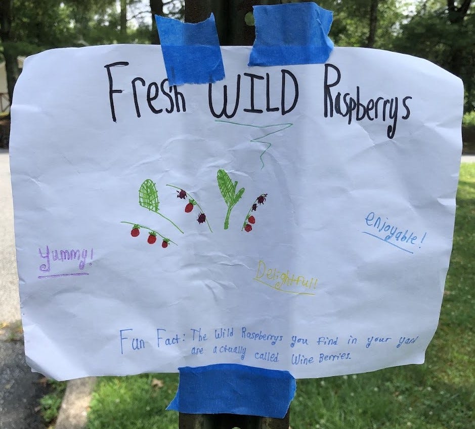 a piece of paper taped to a sign that says "Fresh WILD Raspberries. Yummy! enjoyable! Delightful! Fun fact: the wild raspberries you find in your yard are actually called Wine Berries." There are also some drawings of the raspberries and the green plants they grow on.