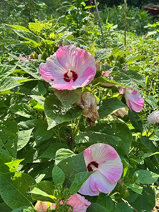 Description of plants blooming in our July garden