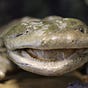 Hellbender's avatar