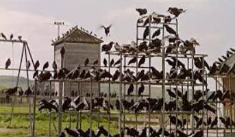A group of birds on a metal structure

AI-generated content may be incorrect.
