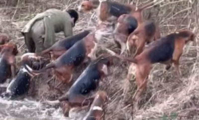 Huntsman Tom Wright fails to clear a dyke while running away with a badger corpse Huntsman Tom Wright fails to clear a dyke while running away with a badger corpse