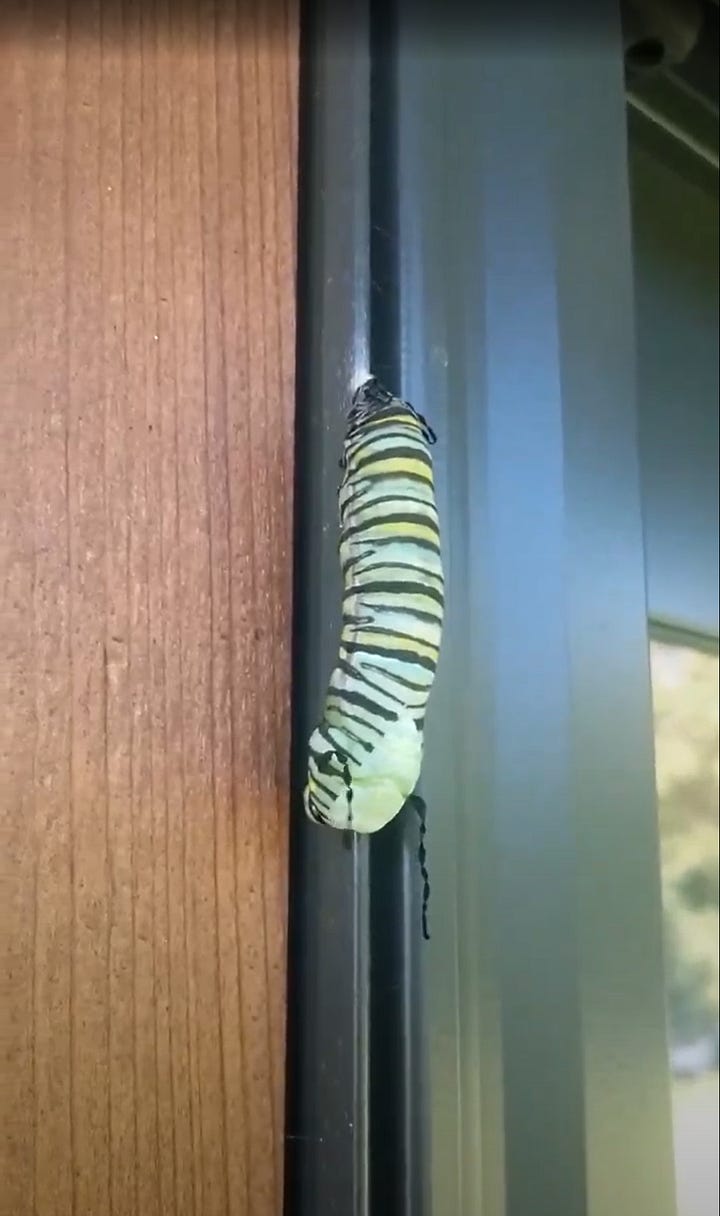 Pupating monarch
