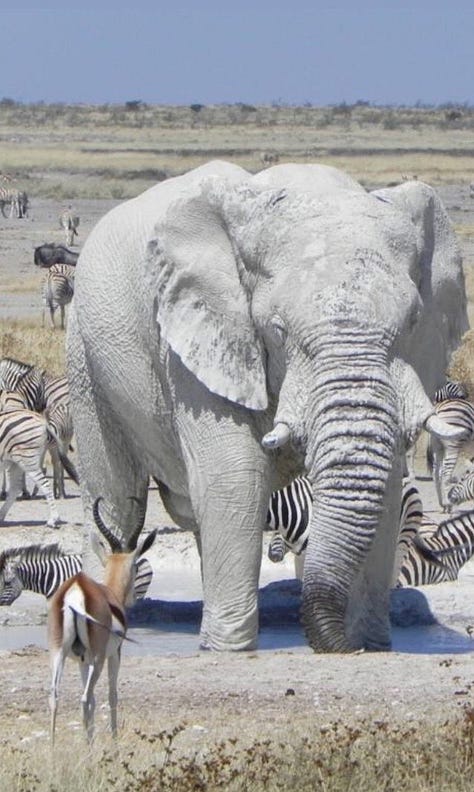 Namibia biodiversity, wildlife, The Himba and The Khoisan