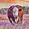 Moment Farm