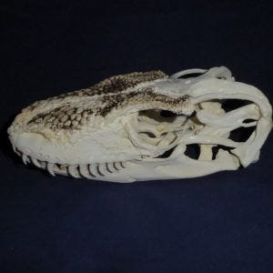 Komodo Dragon Male Skull - Image 2 Komodo Dragon Male Skull - Image 2