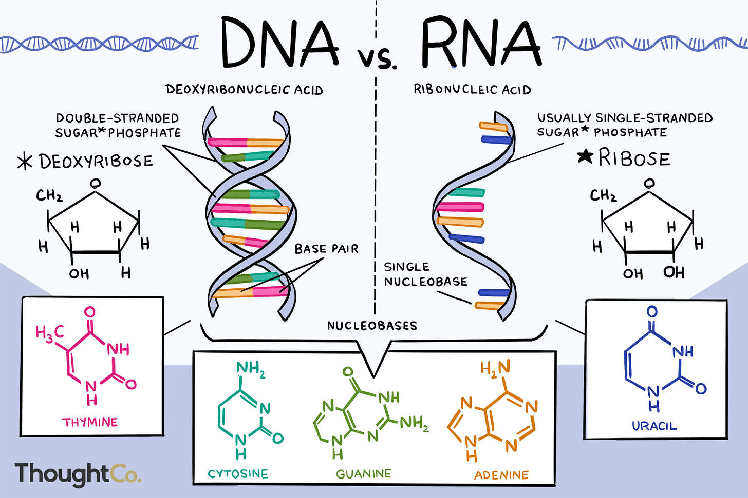 The Differences Between DNA and RNA