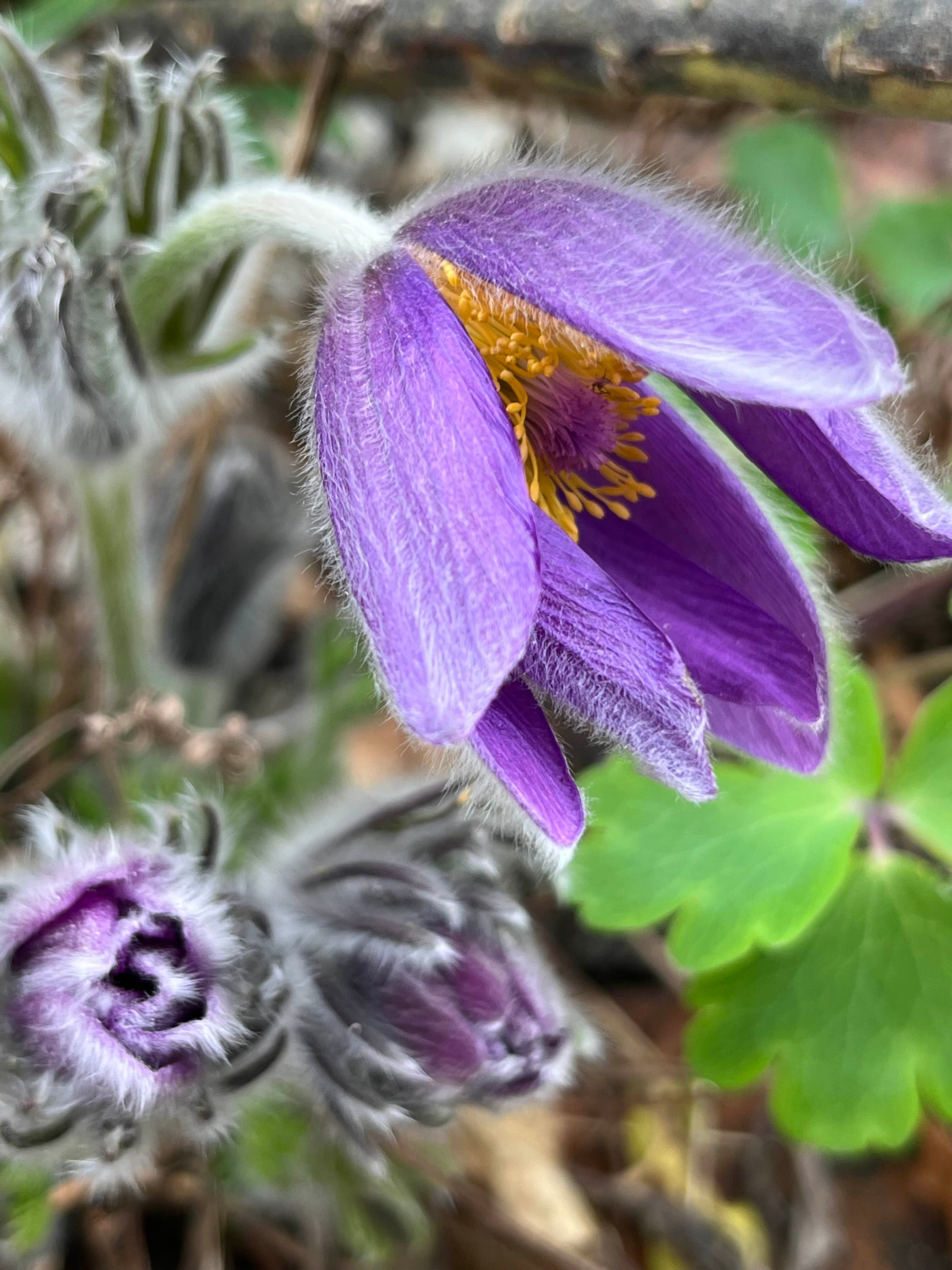 Pasque flowers for Easter - by Clare Foster - Bud to Seed
