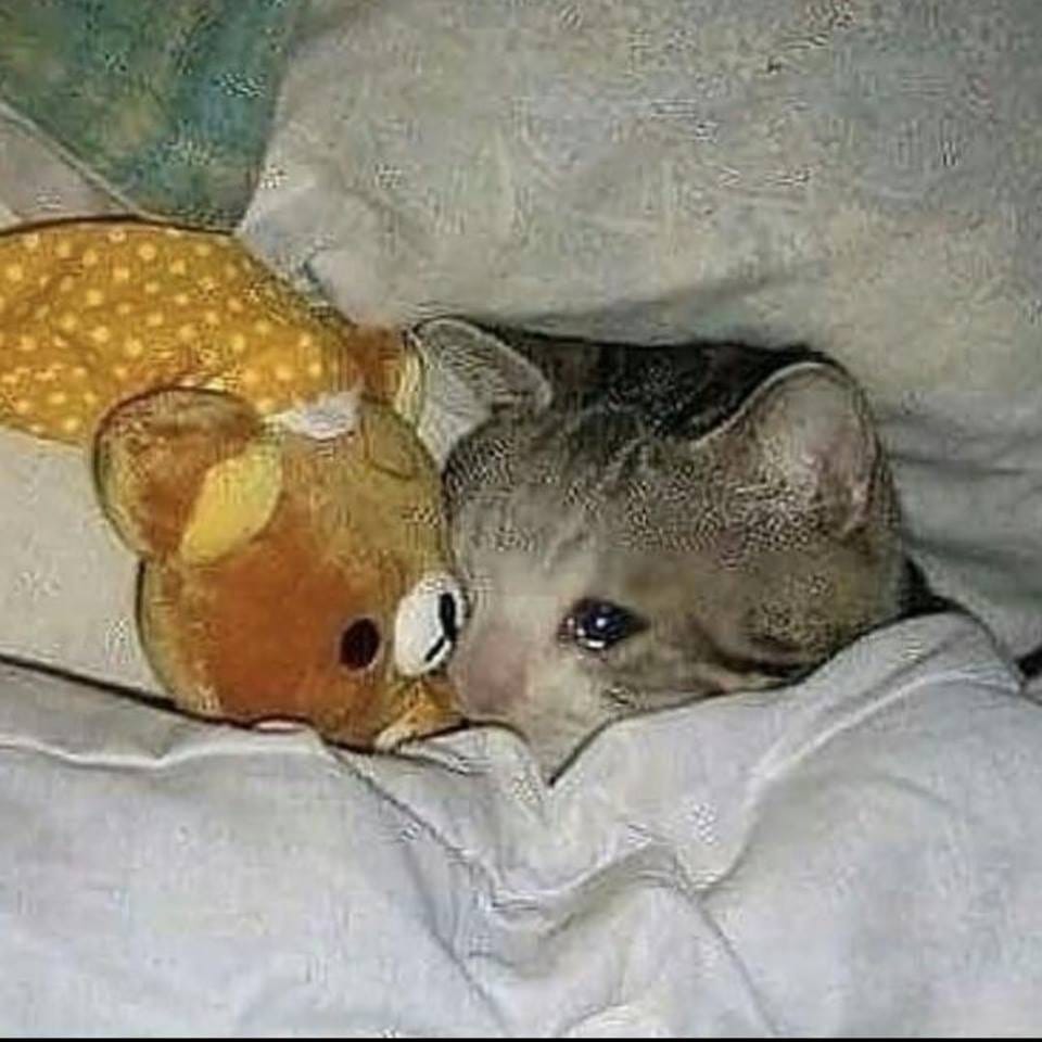 Crying cat in bed Meme Generator