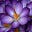 Swimming for Violets's avatar