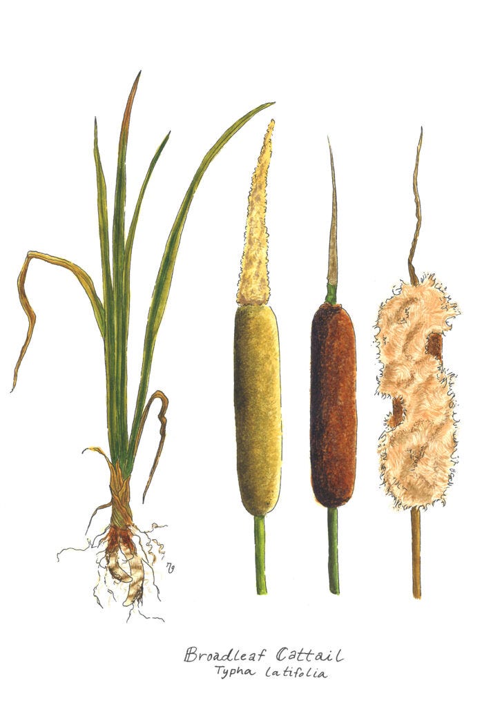 Foraging Native Plants in Western Montana | Southwest Montana Foraging Native Plants in Western Montana | Southwest Montana
