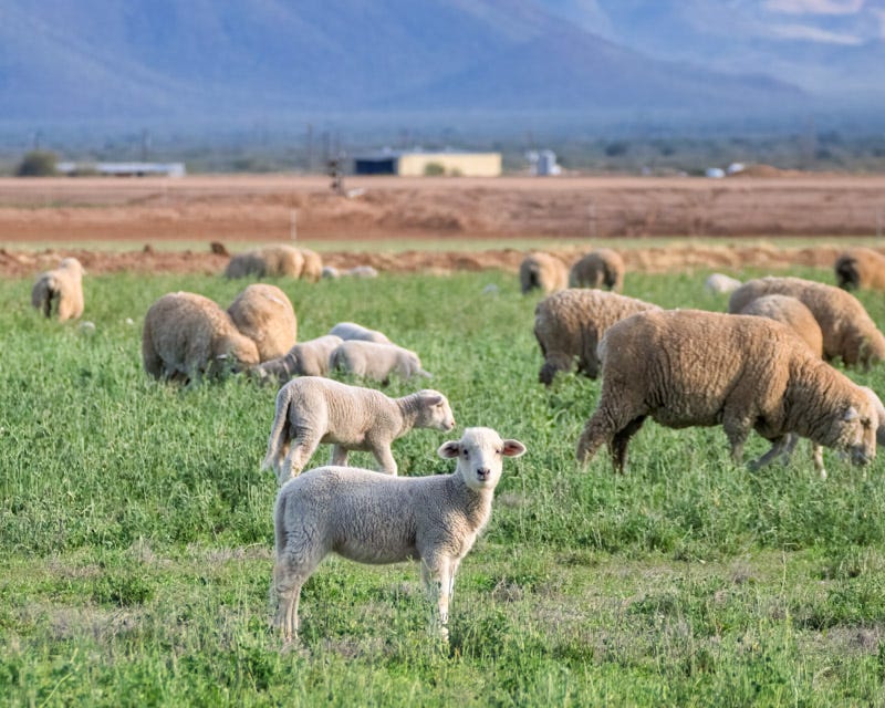 20260126-SCF-912-Edit.jpg 20260126-SCF-912-Edit.jpg