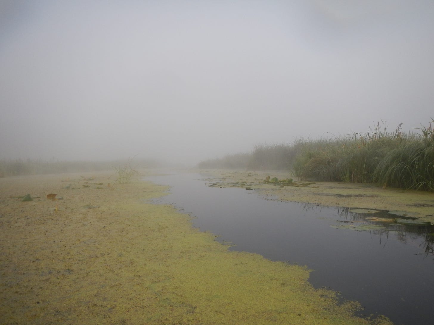foggy, boggy, beautiful foggy, boggy, beautiful