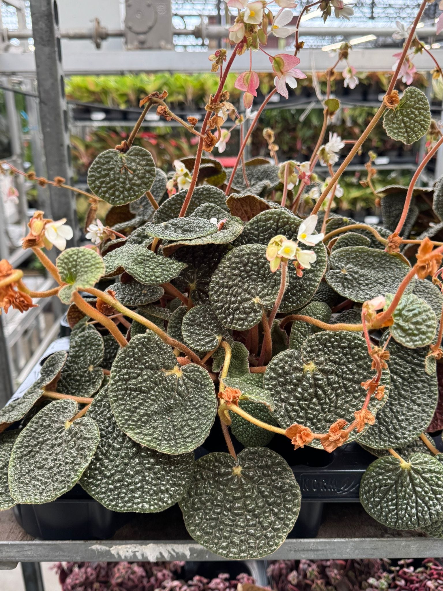 5 Begonias you must grow now for their flourishing foliage