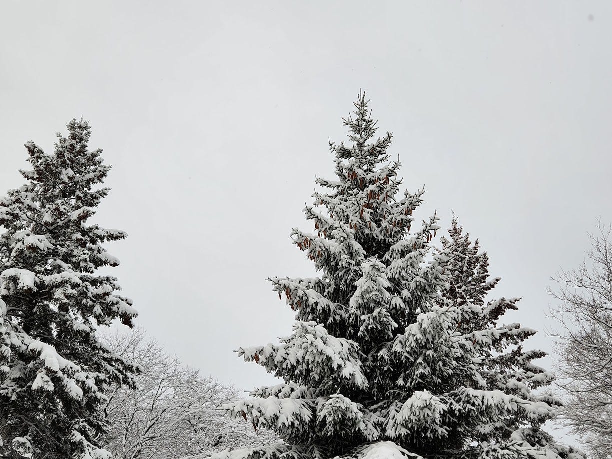 Snow-covered trees.