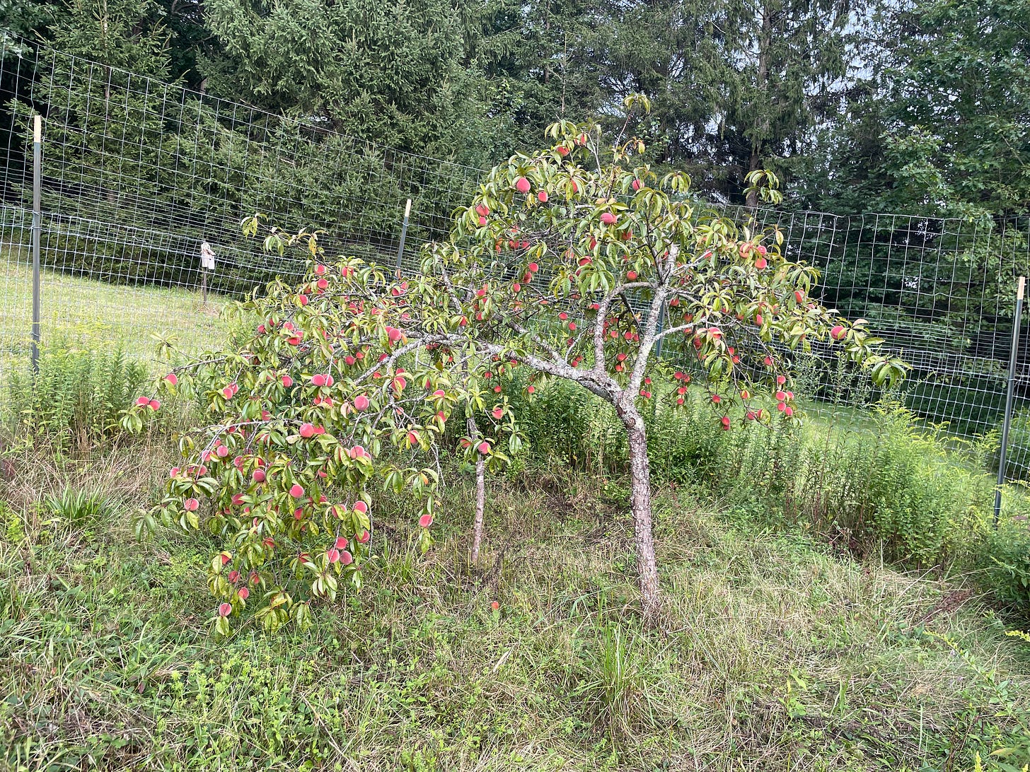 A small peach tree laden with red fruit