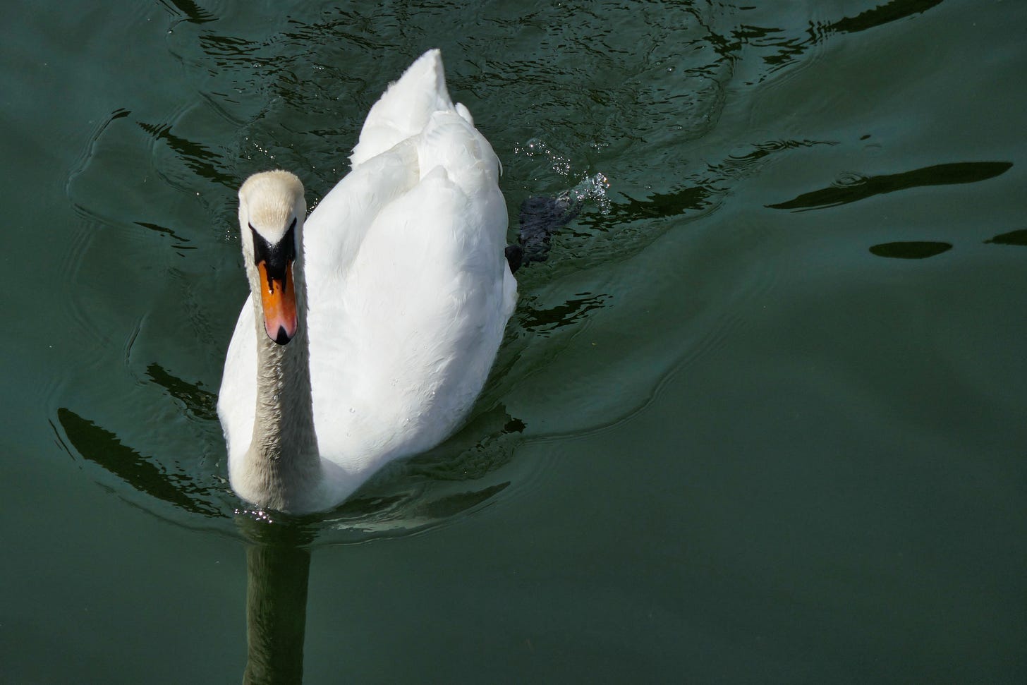 A graceful white swan gliding smoothly across the calm water surface.